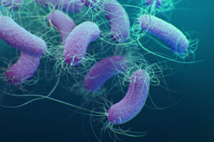 Trinkwasser-Keime Pseudomonas aeruginosa