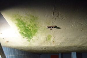 Wasserkammersanierung wegen Algenwachstum